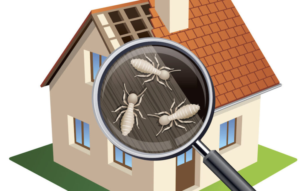 Termite Inspection Dallas Fort Worth Tx