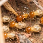 How Termite Inspections Protect Your Real Estate Investment