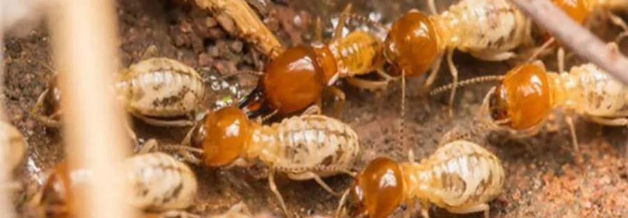 termite inspection