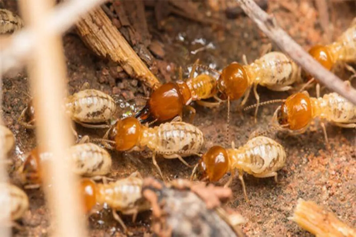 termite inspection